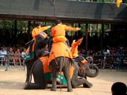 Elephantshow